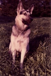 Schäferhund