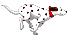 hund